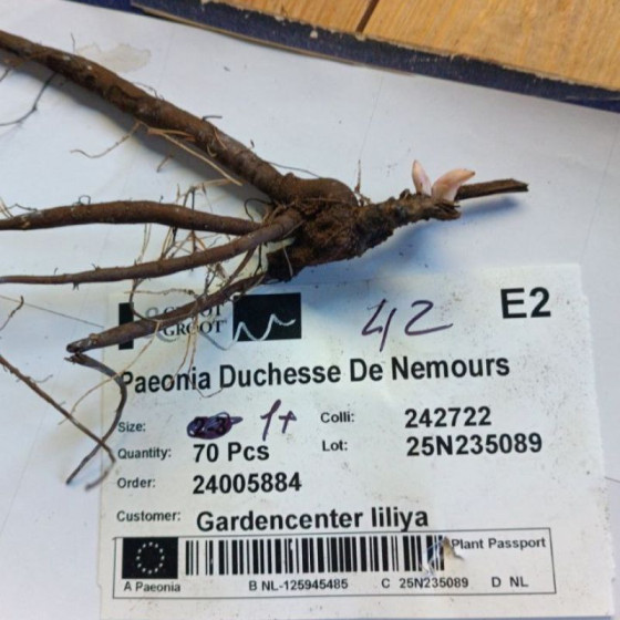 Купить Пион Duchesse De Nemours в Киеве