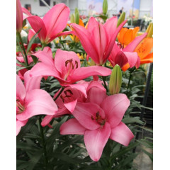 Лілія ТА-гібрид Лілія ТА-гібрид