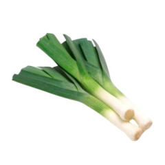 Насіння Цибулі