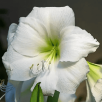 Амариліс (Гіпеаструм) White