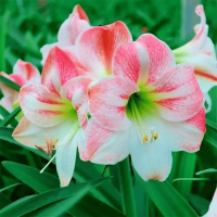 Амариллис (Гипеаструм) Apple Blossom (Розово-Белая Полосатая)