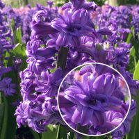 Гіацинт Махровий Purple (Фіолетовий)