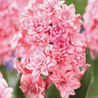 Гиацинт Махровый Spring Beauty (Розовый)
