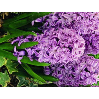 Гіацинт Splendid Cornelia (Бузковий)