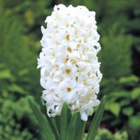 Гіацинт White Pearl Гіацинт White Pearl
