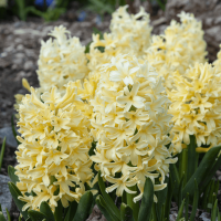 Гіацинт Yellow Stone (Жовтий)