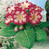 Глоксиния Tigrina Red