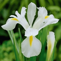 Ирис Голландика White Magic.