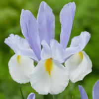Ірис Голандіка Silvery Beauty