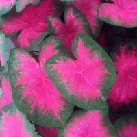 Калладіум Flamingo
