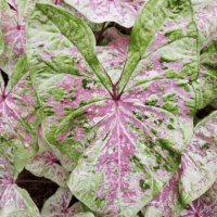 Калладиум Sea Foam Pink
