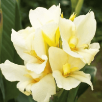 Канна Vanilla Cream