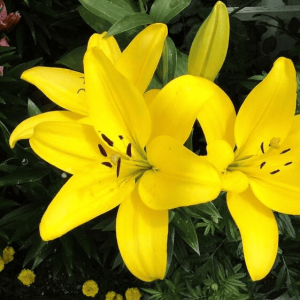 Лілія Ла-Гібрид Pavia