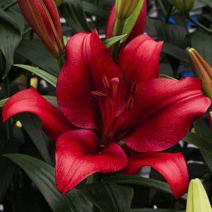 Лілія Ла-Гібрид Forza Red