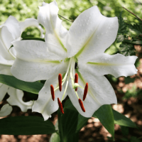 Лілія Східна Crystal Blanca