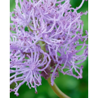 Мускарі Plumosum