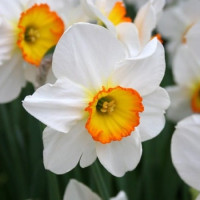 Нарцис Корончатий Flower Record