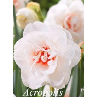 Нарцис Махровий Acropolis
