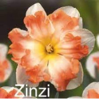 Нарцис Спліт-Корона Zinzi