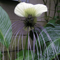 Такка Integrifolia Selecta