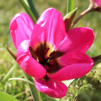 Тюльпан Ботанічний Violacea Black Base