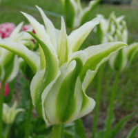 Тюльпан Зеленоквітковий Greenstar