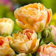Купити Тюльпан Махровий Charming Beauty в Києві