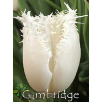 Тюльпан Оторочений Cambridge