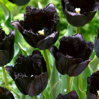 Тюльпан Оторочений Fringed Black