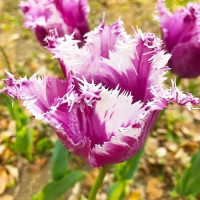 Тюльпан Оторочений Purple Circus