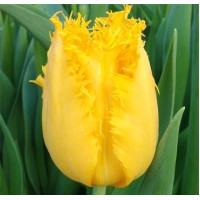Тюльпан Оторочений Fabio Yellow