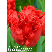 Тюльпан Оторочений Indiana