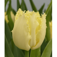 Тюльпан Оторочений Rebellious Yellow