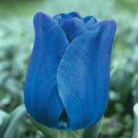 Тюльпан Blue Aimable
