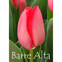 Тюльпан Триумф Barre Alta (Tulip Triumph Barre Alta)