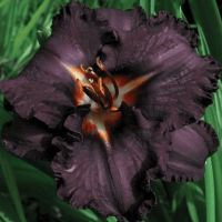 Лілейник Longfields Black Magic