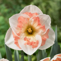 Нарцис корончастий Pink Wonder