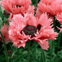 Мак Восточный Многолетний Pink Ruffles.