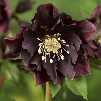 Морозник Махровий Ellen Purple