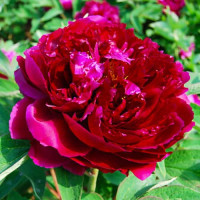 Півонія Деревоподібна Baiyuan'S Red