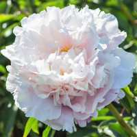 Півонія Gardenia