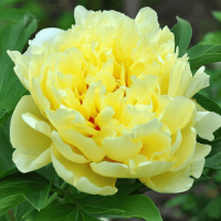 Півонія Yellow Crown