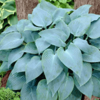 Хоста Canadian Blue