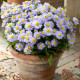 Купити Айстра кущова Lady in Blue (Леді ін Блю) в Києві