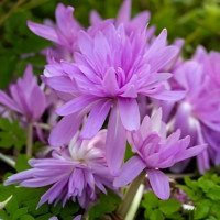 Колхікум Pleniflorum