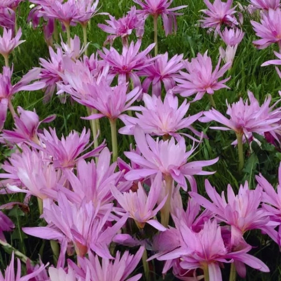 Купити Колхікум Pleniflorum в Києві