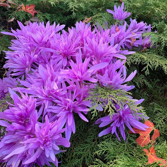 Купити Колхікум Waterlily в Києві