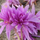 Купити Колхікум Waterlily в Києві