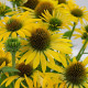 Купити Ехінацея Fountain Yellow 1e gr в Києві