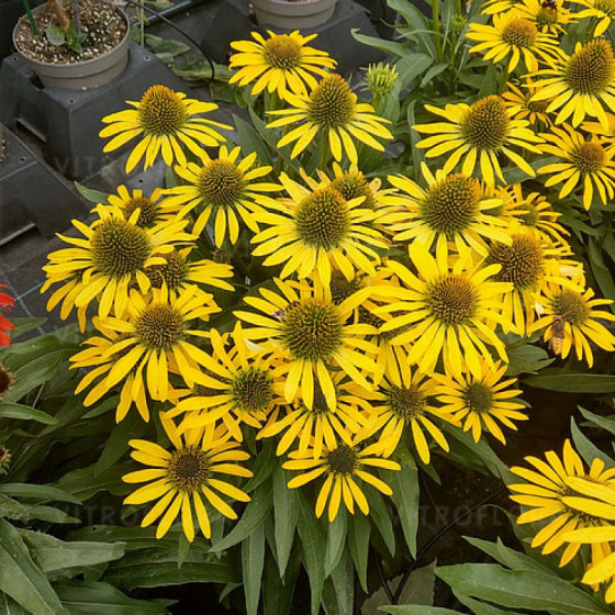 Купити Ехінацея Fountain Yellow 1e gr в Києві